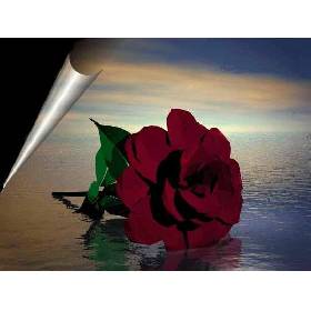 imagem de uma rosa vermelha